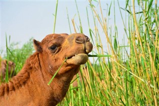 মরক্কো