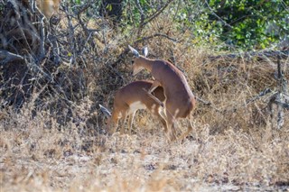 Mozambika