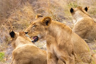 Moçambique