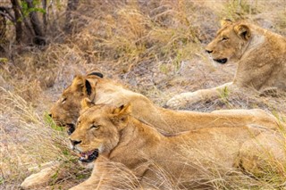 Moçambique