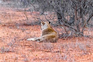 Mozambik