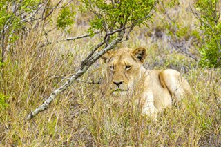 Moçambique