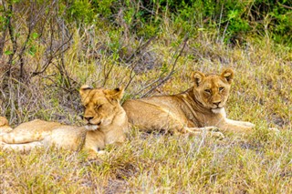 Moçambique