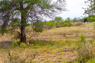 Mozambikas