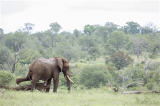 Mozambique