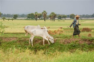 মায়ানমার