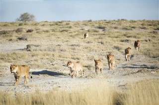 Namibija