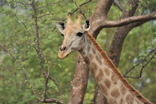 Namibia