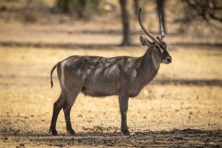 ناميبيا