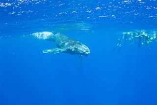 ナヴァッサ島