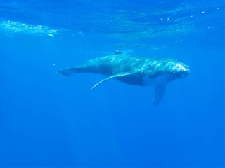 ナヴァッサ島