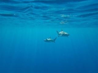 ナヴァッサ島