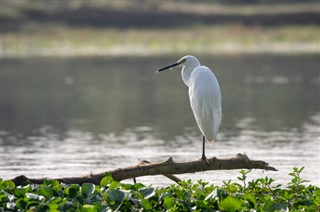 নেপাল