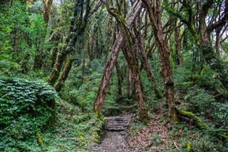 尼泊爾