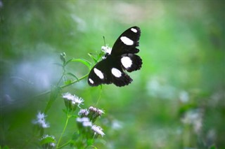 নতুন