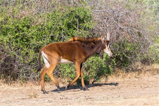 niger