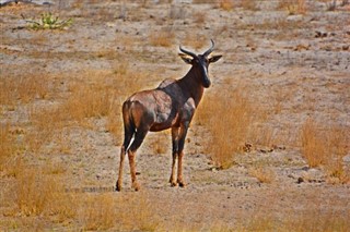 النيجر