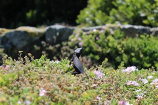 尼日尔