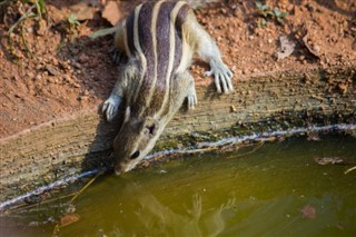 নাইজারনদী