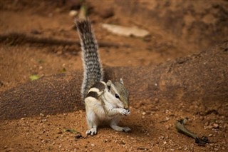 niger