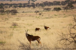 Niger