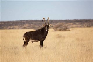 النيجر