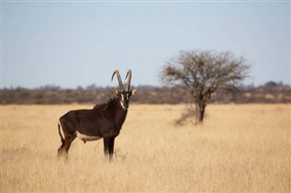 niger