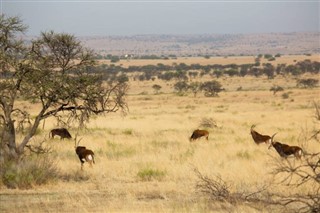 Niger