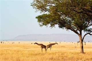 النيجر