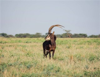 niger