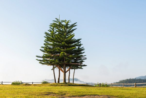 諾福克島