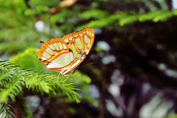 নরফোক