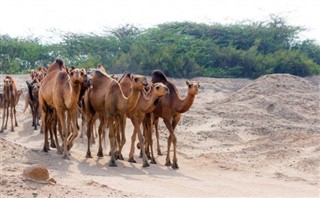 ओमान