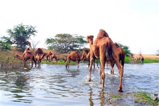 ओमान