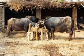 Pakistan