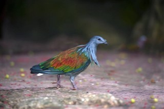палау