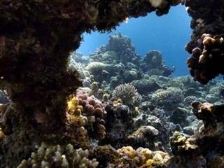 巴尔米拉环礁