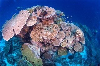 巴爾米拉環礁