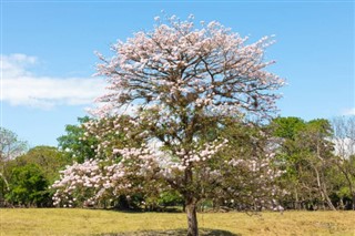 পানামা