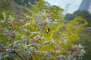 Panamá