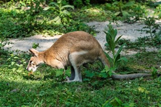 Papua-Nová