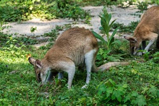 Papua-Nová