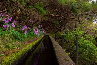 Pitcairn-Insel