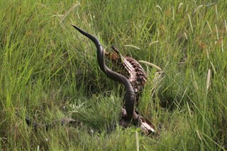 রুয়ান্ডা