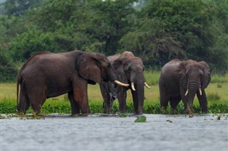 রুয়ান্ডা