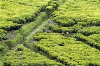 盧旺達