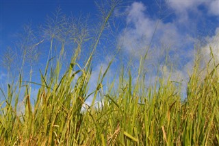 聖基茨和尼維斯