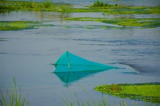 সৌদি