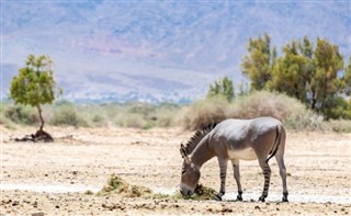 سعودی