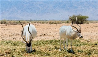 サウジアラビア